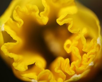 Close-up of yellow rose