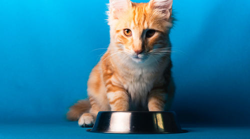 Close-up of ginger cat against blue background