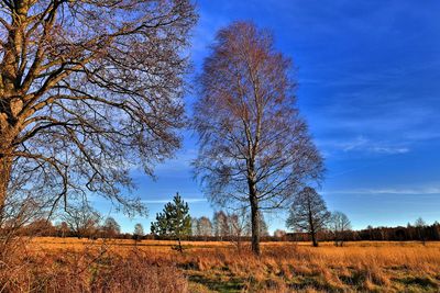 Bare trees on field against sky