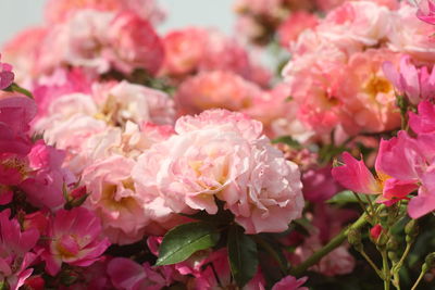 Close-up of pink flowers