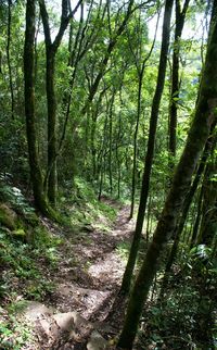 Trees in forest