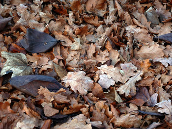 Full frame shot of leaves