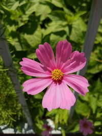 Close-up of pink flower