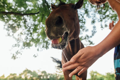 Horse eating apple from boy's hand and drooling