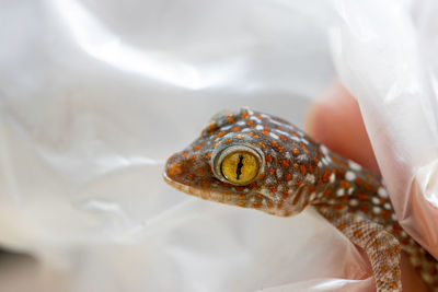 Close-up of a lizard