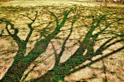 High angle view of shadow on field