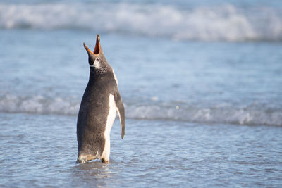 View of horse in sea