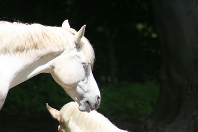 Close-up of white horse