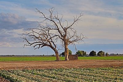 Bare tree on field against sky