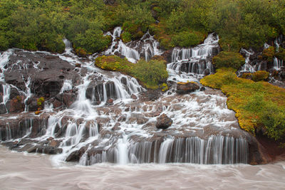 Scenic view of waterfall in forest