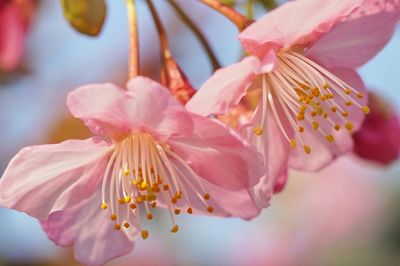 Close-up of pink flower