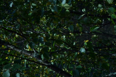 Low angle view of trees