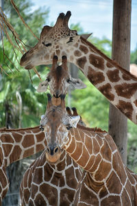 Close-up of giraffe against trees