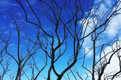 Low angle view of bare tree against blue sky