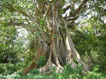 Low angle view of tree in forest