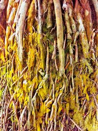 Full frame shot of moss growing on tree trunk