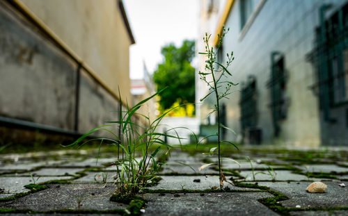 Close-up of plant against building