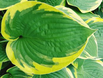 Full frame shot of fresh green leaves