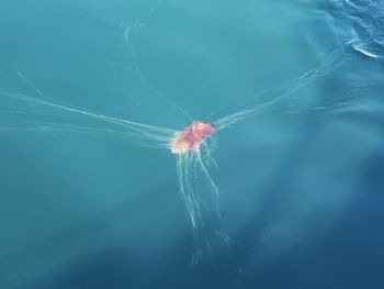 Jellyfish swimming in sea