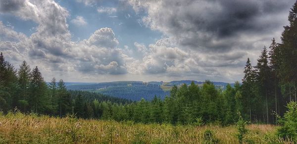 Scenic view of forest against sky