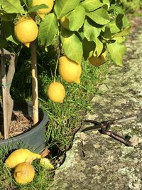 Fruits growing on tree