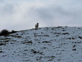 Bird perching on snow covered mountain against sky