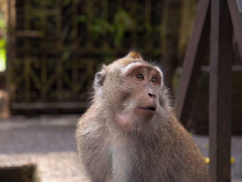 Close-up of monkey looking away