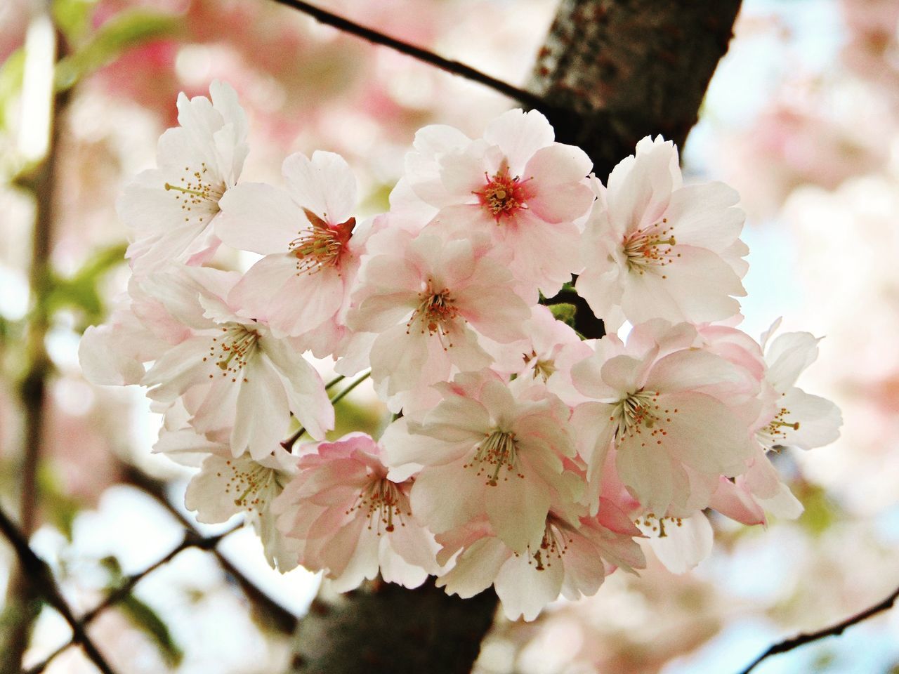 flower, freshness, branch, cherry blossom, tree, growth, fragility, beauty in nature, cherry tree, blossom, nature, petal, fruit tree, close-up, focus on foreground, low angle view, twig, pink color, in bloom, springtime