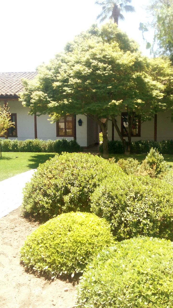 PLANTS GROWING OUTSIDE HOUSE