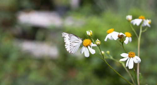 Close-up of butterfly pollinating on white flower