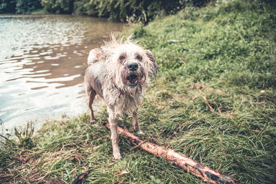 Portrait of dog standing on land