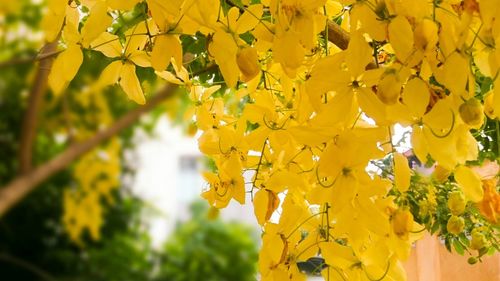 Close-up of yellow flowers