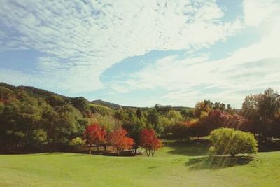 Scenic view of grassy field against sky