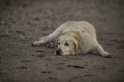 Dog lying down on street