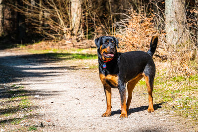 Dog running