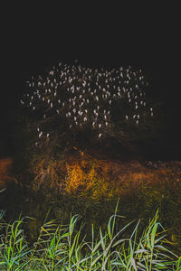 Close-up of plants against landscape at night