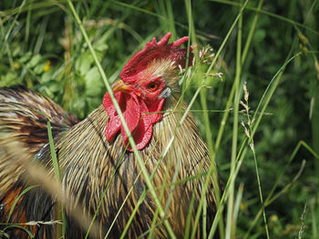 Close-up of rooster on grass