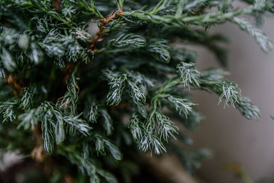 Close-up of pine tree branch