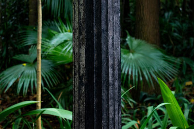 Close-up of bamboo plants in forest