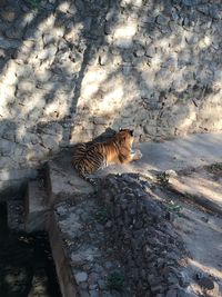 High angle view of cat