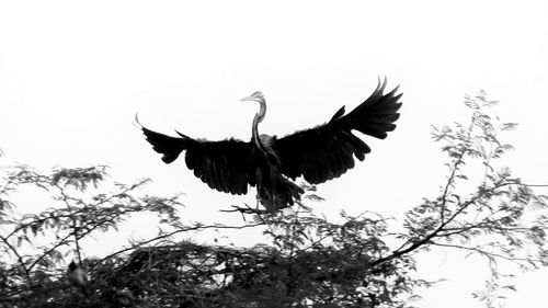 Low angle view of bird on tree against clear sky