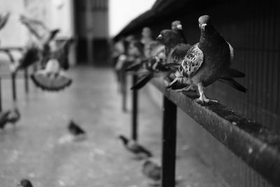 Bird perching on railing