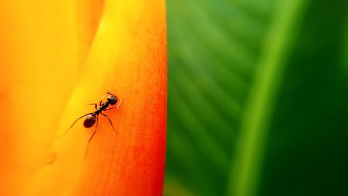 Close-up of insect on leaf