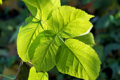 Close-up of plant leaves