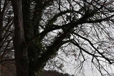 Low angle view of silhouette tree against sky