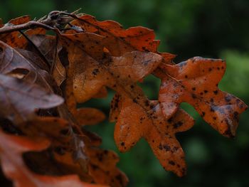 Close-up of dried autumn leaf