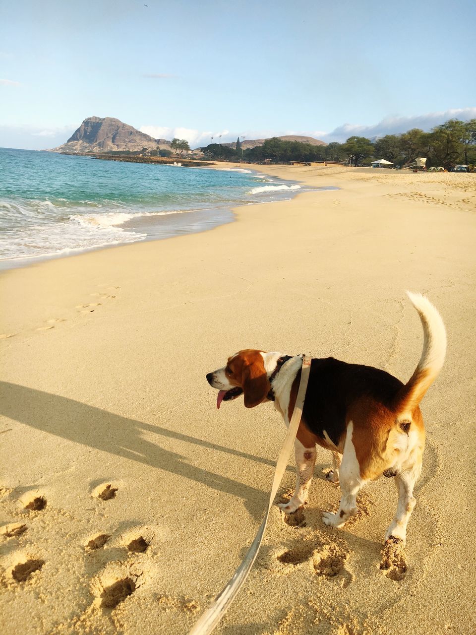 beach, sea, sand, animal themes, water, shore, one animal, domestic animals, dog, clear sky, mammal, tranquility, nature, tranquil scene, pets, sky, sunlight, scenics, horizon over water, shadow