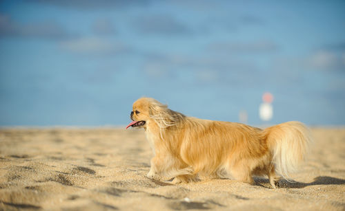 Dog looking away while walking on sand at beach