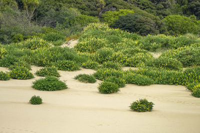 The te paki sand dunes on the northland peninsula of new zealand