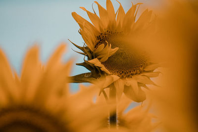 Close-up of yellow flower